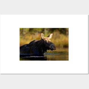 Swimming with Moose - Algonquin Park, Canada Posters and Art